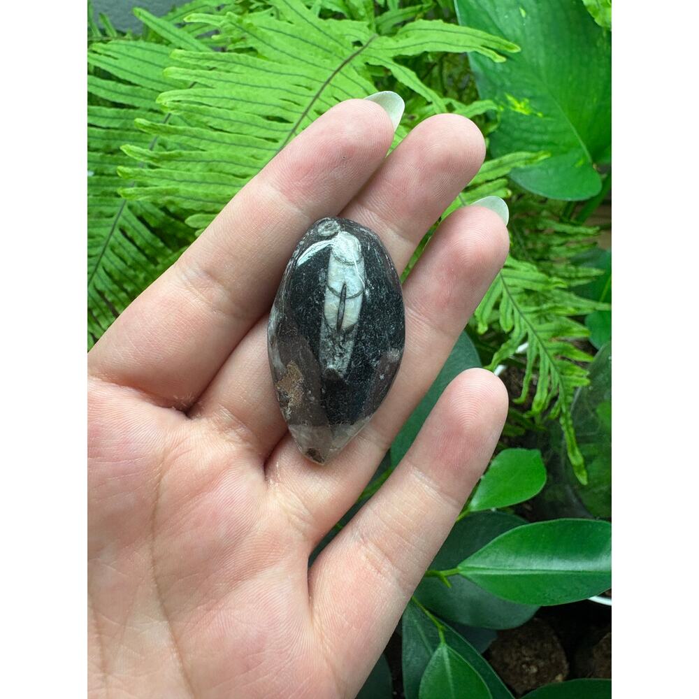 Polished Orthoceras Fossil – Teardrop Shape - Intuitively Chosen Fossil - Picture 8 of 10